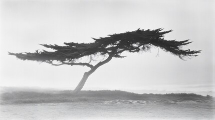 Solitary Monterey Cypress tree bending in coastal fog, dramatic landscape, peaceful scene, perfect for nature or travel publications