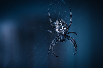 Eine Garten-Kreuzspinne auf ihrem Netz an einem Abend.