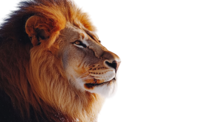 Majestic lion showcasing its regal mane against a soft white background during daylight hours