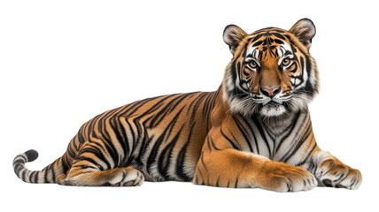 Obraz premium Majestic tiger resting gracefully, showcasing its vibrant coat and powerful presence in nature