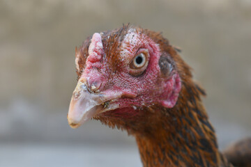 Closeup of the head of a hen with a red crest, Chicken face closeup, Closeup hen face with blur background, Portrait of a hen face, close up chicken or hen in the rural farm, domestic chicken