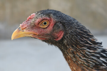 Closeup of the head of a hen with a red crest, Chicken face closeup, Closeup hen face with blur background, Portrait of a hen face, close up chicken or hen in the rural farm, domestic chicken