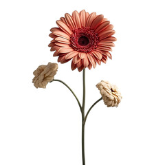 Gerbera Plant PNG Cutout with Transparent Backdrop for Floral Decoration and Nature Inspired Designs