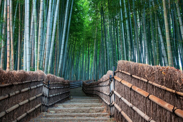 bamboo grove forest of Adashino temple, Arashiyama, Kyoto