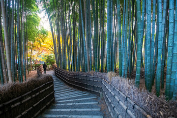 man walk at bamboo forest of Adashino temple, Arashiyama