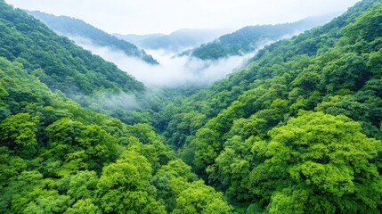 Misty mountain valley lush green forest aerial view, nature background, travel