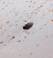 A small droplet of water sits on a wet surface