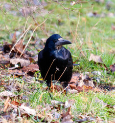A black bird is standing on the ground in a grassy area