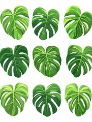 Vibrant Green Monstera Leaves Tropical Botanical Illustration