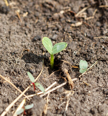 A small plant is growing in the dirt