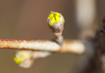 A small yellow flower bud is on a branch