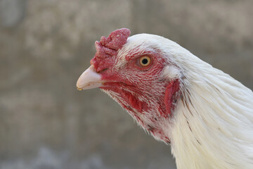 A rooster with a red comb and beak stands in front of a wall, Portrait of a rooster face closeup, Aseel rooster closeup, rooster's head. Sharp eyes with hard beak and red crested, chicken face closeup