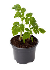 A small plant is in a black pot