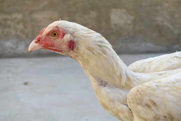 A rooster with a red comb and beak stands in front of a wall, Portrait of a rooster face closeup, Aseel rooster closeup, rooster's head. Sharp eyes with hard beak and red crested, chicken face closeup