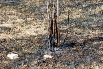 A tree with blackened branches is in a field of dry grass