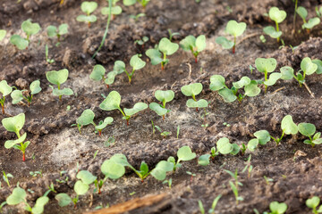 A field of green plants with dirt in between