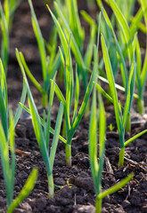 A field of green plants with some of them being garlic