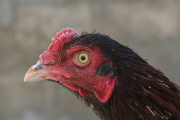 A rooster with a red comb and beak stands in front of a wall, Portrait of a rooster face closeup, Aseel rooster closeup, rooster's head. Sharp eyes with hard beak and red crested, chicken face closeup