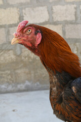A rooster with a red comb and beak stands in front of a wall, Portrait of a rooster face closeup, Aseel rooster closeup, rooster's head. Sharp eyes with hard beak and red crested, chicken face closeup