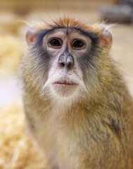 Obraz premium A monkey with a beard and a blue stripe on its face