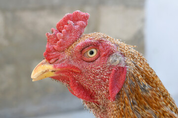 A rooster with a red comb and beak stands in front of a wall, Portrait of a rooster face closeup, Aseel rooster closeup, rooster's head. Sharp eyes with hard beak and red crested, chicken face closeup