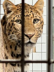 leopard  im zoo