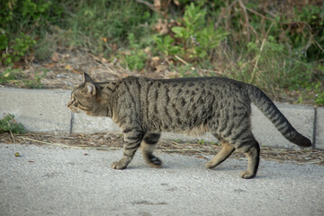 A large gray tabby cat walks along the road in Budva, Montenegro. High quality photo