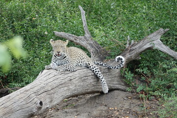 Leopards in Botswana, Linyanti Region in the Chobe National Park