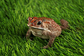 Bufo melanotictus schneider, Asian black spined toad on the grass