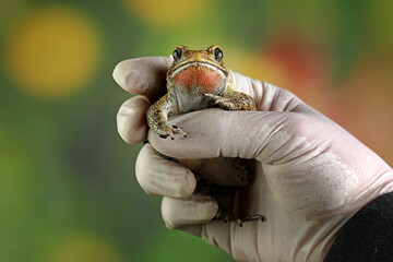 Bufo melanotictus schneider, Asian black spined toad on the grass