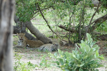 Leopards in Botswana, Linyanti Region in the Chobe National Park