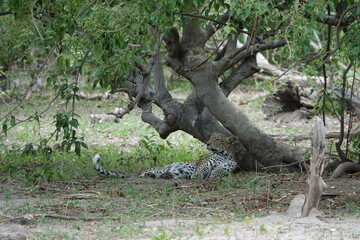 Leopards in Botswana, Linyanti Region in the Chobe National Park