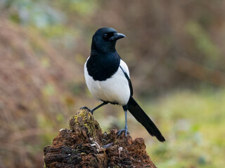 Elster (Pica pica)