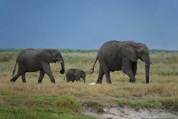 Fototapeta premium Herd of Elephants in African Sunset in Botswana, Linyanti Region in the Chobe National Park