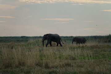 Herd of Elephants in African Sunset in Botswana, Linyanti Region in the Chobe National Park