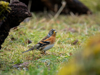 Bergfink (Fringilla montifringilla)