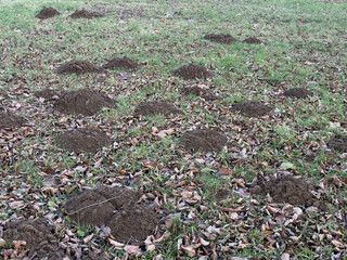 A mole is useful, but moles in the lawn are not pleasing to anyone.