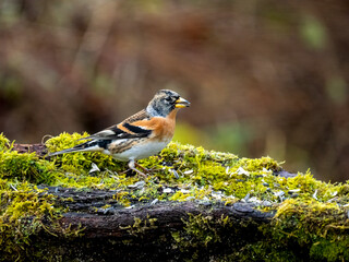 Bergfink (Fringilla montifringilla)