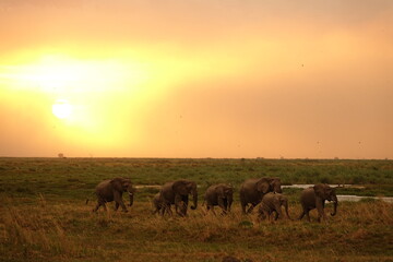Herd of Elephants in African Sunset in Botswana, Linyanti Region in the Chobe National Park