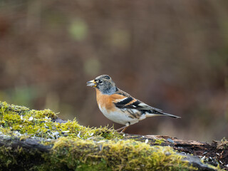 Bergfink (Fringilla montifringilla)