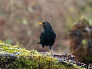 Amsel (Turdus merula)