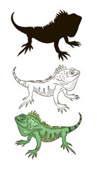 Vector image of an iguana.