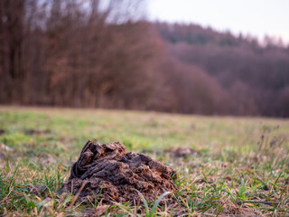 Cow excrement, or cow dung found on the grass near the forest.