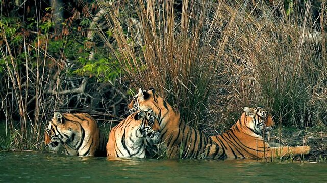 Bengal Tigers drinking and resting by a river stream in India