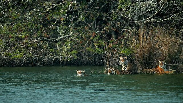 Bengal Tigers swimming and resting by a river stream in India