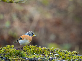 Bergfink (Fringilla montifringilla)