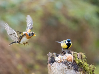 Bergfink (Fringilla montifringilla)    Kohlmeise (Parus major)