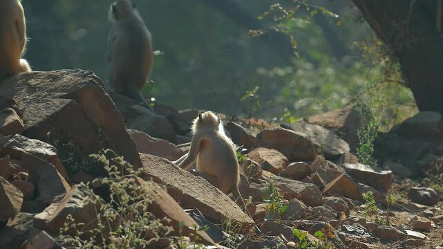 Bengal sacred gray Langur clan playing around in northern India