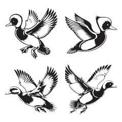 Detailed Vector of  the Red-crested Pochard Silhouette Isolated on White Background