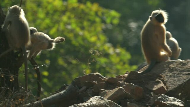 Bengal sacred gray Langur clan playing around in northern India
